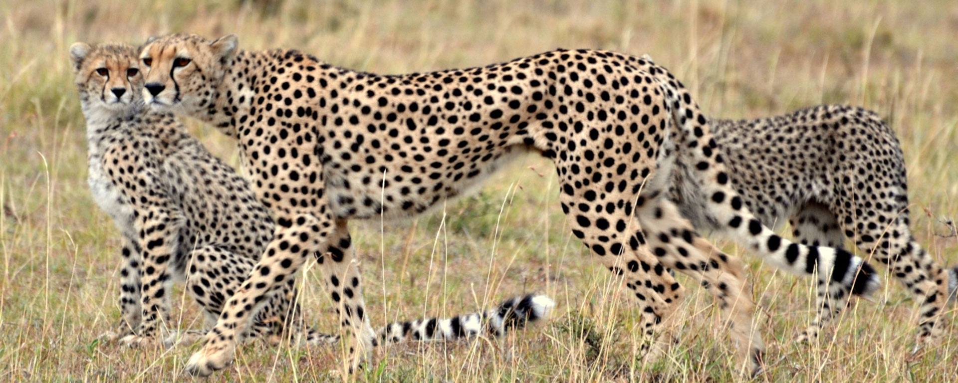 A cheetah mother with her cubs in the Masai Mara