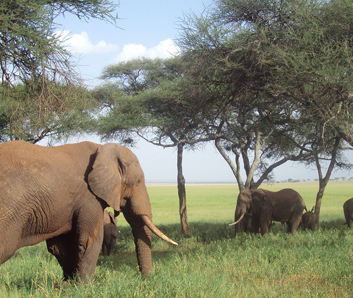 Elephant in Tarangire National Park