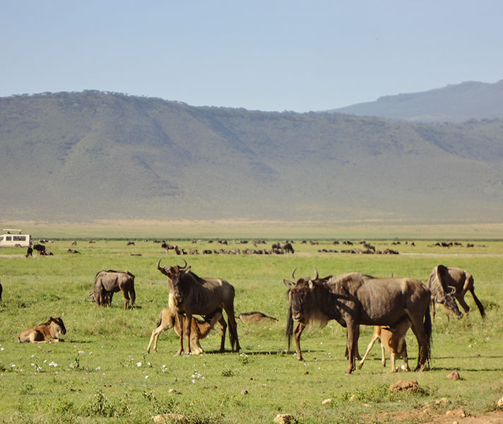 Baby wildebeest in Ngorongoro Crater