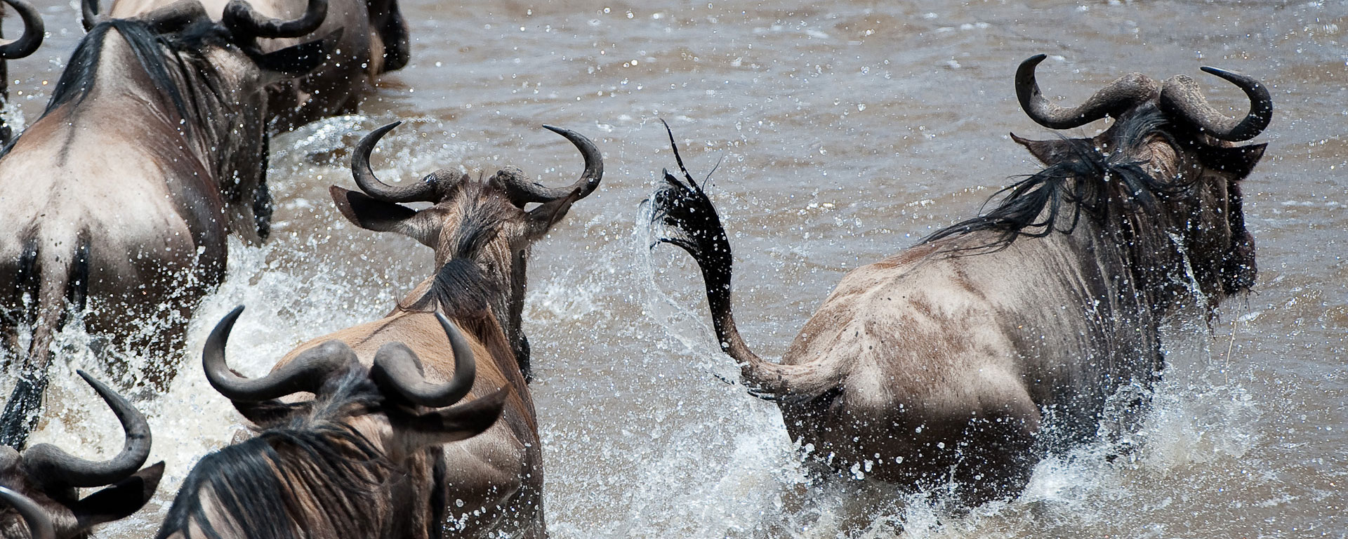 Wildebeest begin the trecherous swim across the Mara River