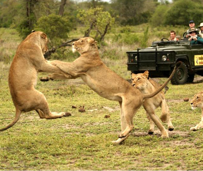 Amazing Big 5 game viewing in Kruger