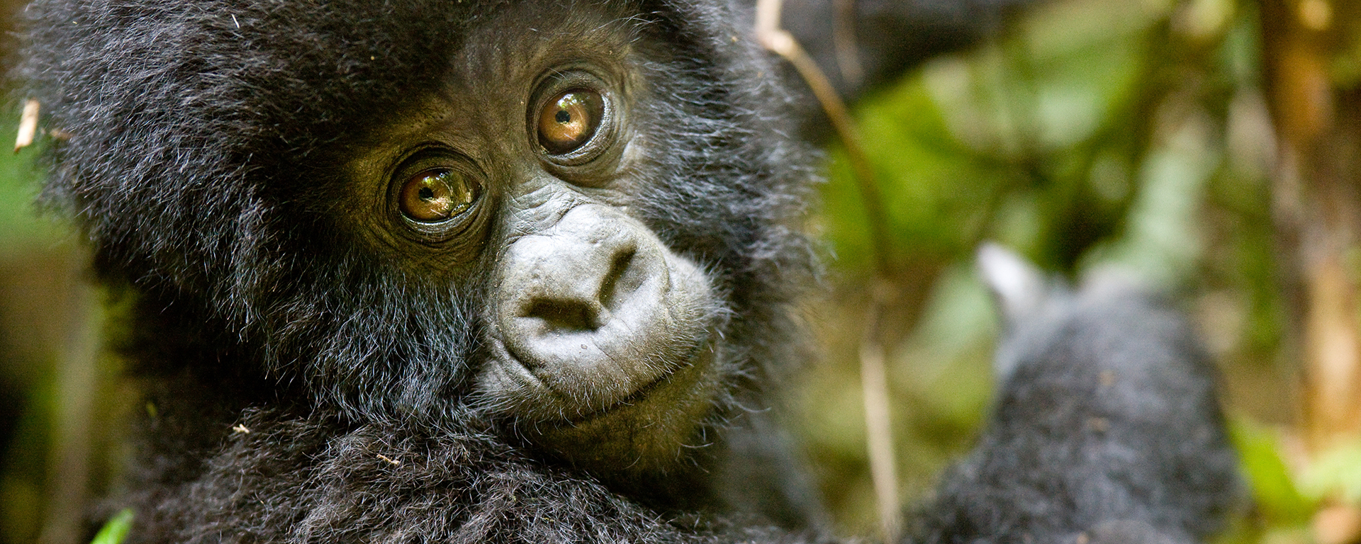 Gorilla trekking in the forests of Uganda