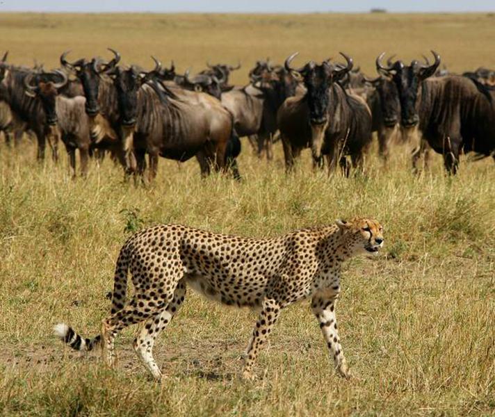 Huge herds of wildebeest with predators hot on their hooves - the Serengeti Plains