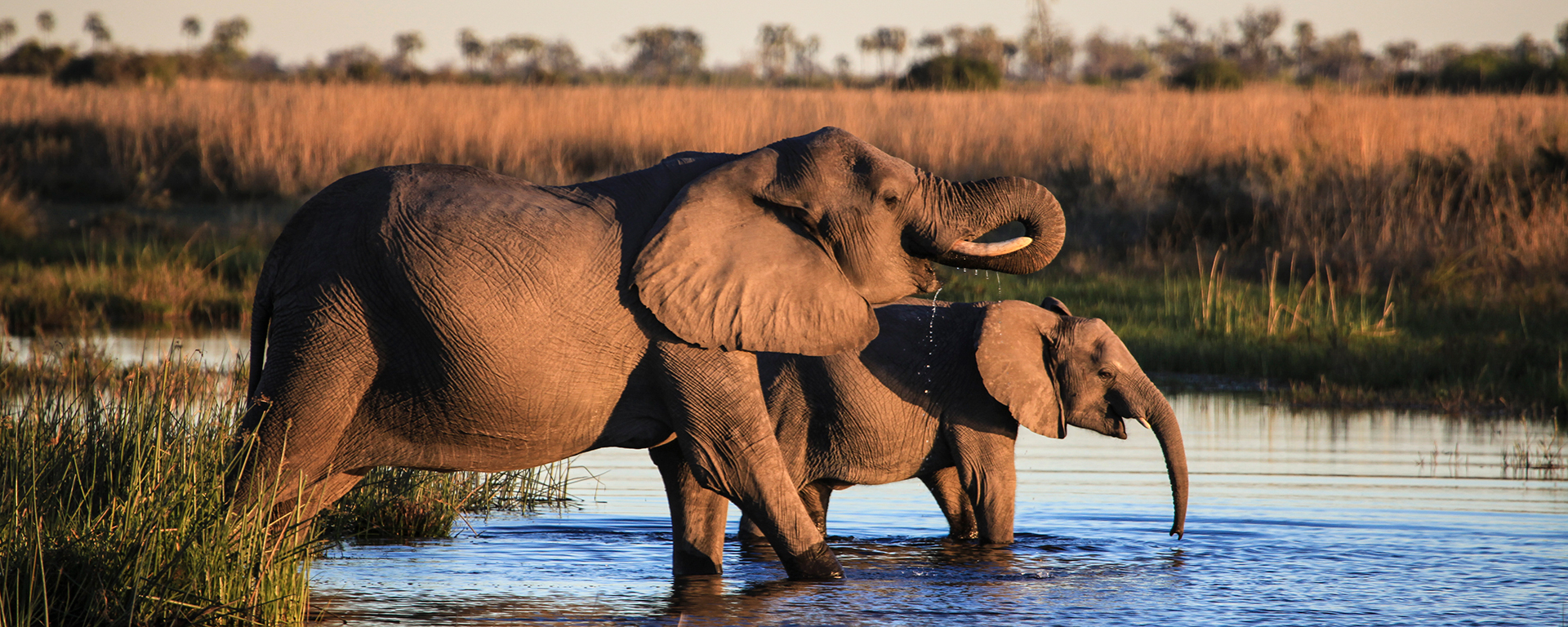 Cruise down the Chobe River past herds of wildlife gathered at the water's edge