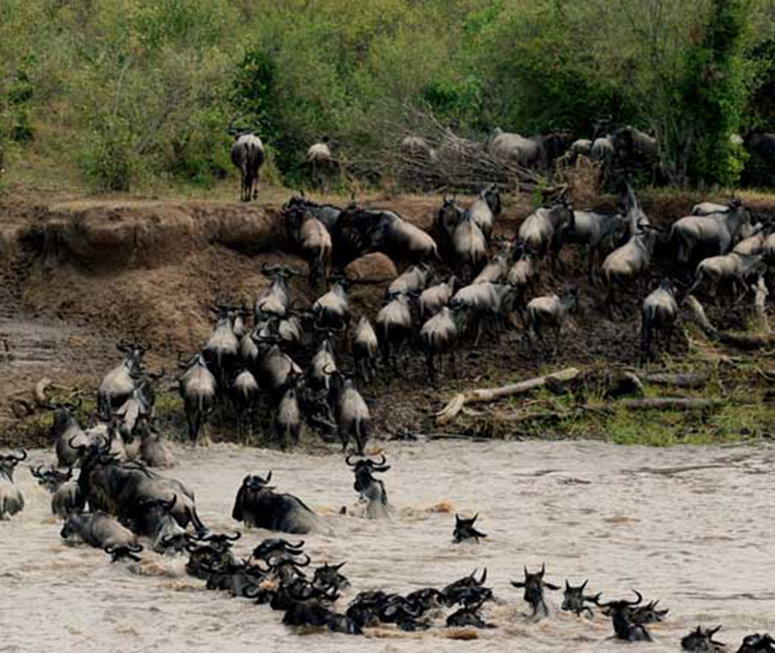 Wildebeest cross the life-threatening Mara River during the Great Migration