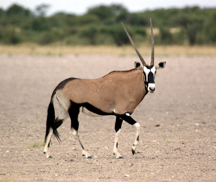 The handsome gemsbok is always a sight to see.