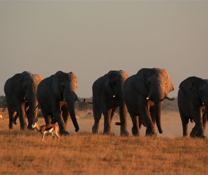 In summer, wandering jumbos arrive!