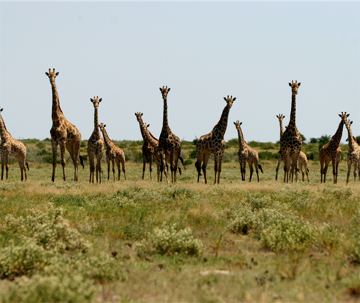 Giraffe peer curiously at us on a game drive.
