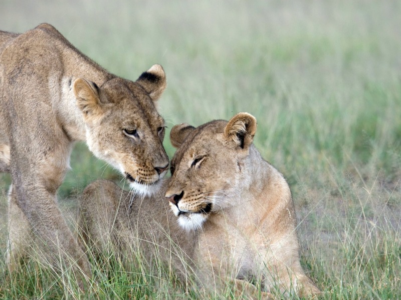 Lion are very often spotted in the Kalahari; look out for the famous black-maned males.