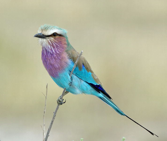 Dazzling lilac-breasted rollers light up the landscape.