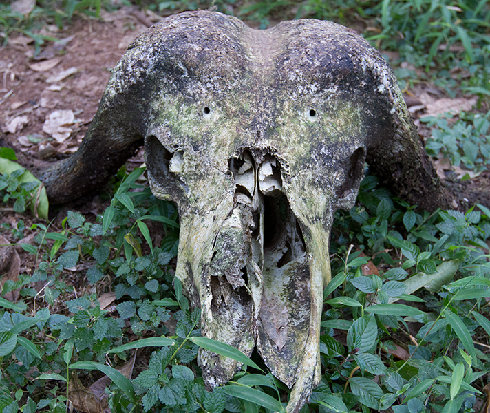 The skull of a forest buffalo.