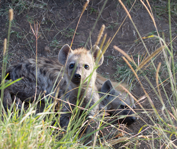 A curious hyena pup.