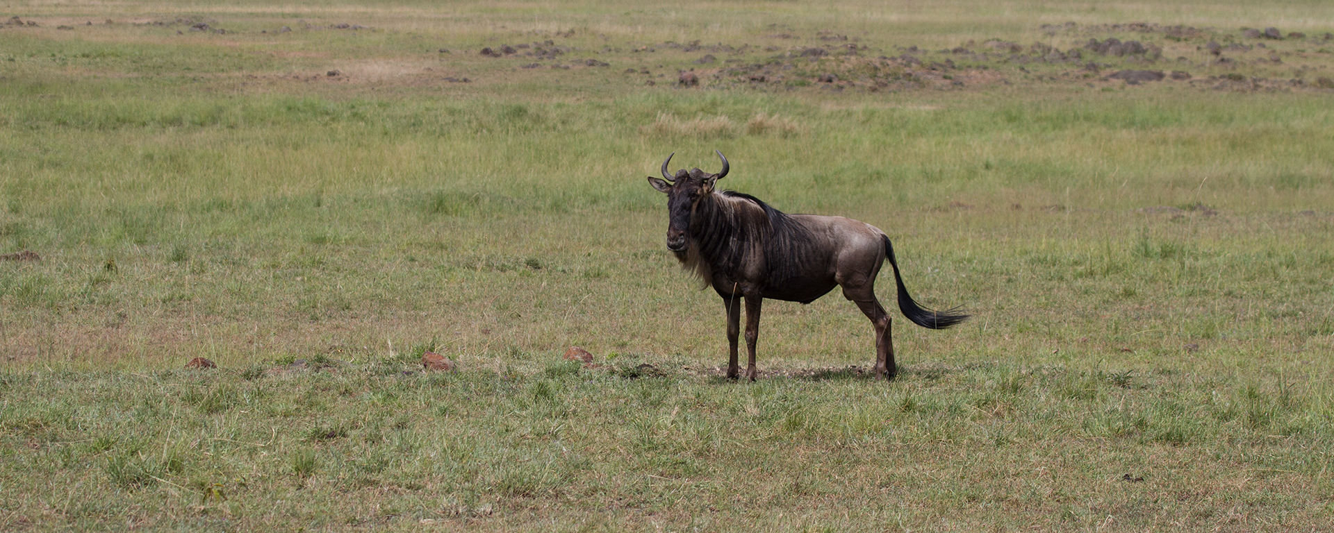 A lone wildebeest stands sentry on the empty plain, keeping a look out for lurking lion.