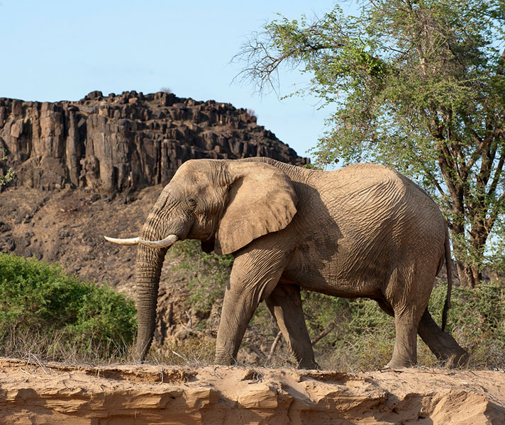 Damaraland is still home to many of the large mammals drawn onto the prehistoric sandstone rocks of the area.