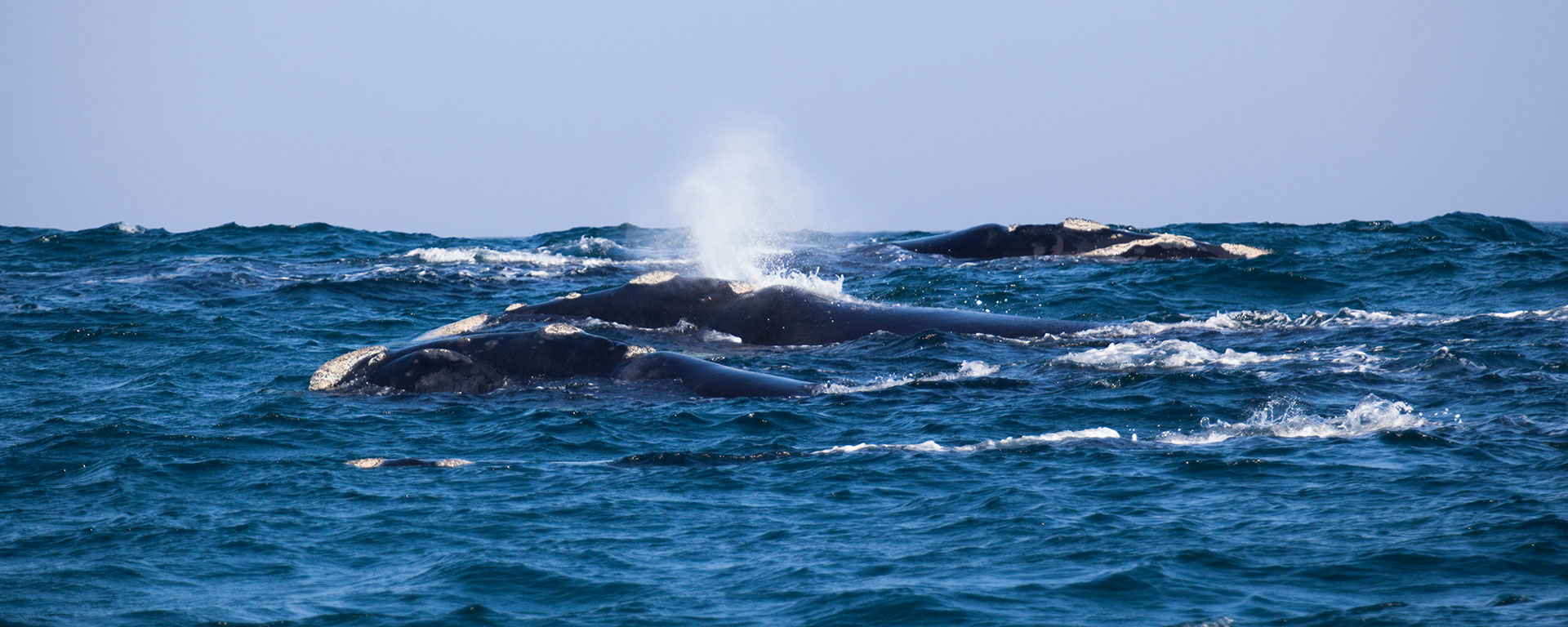 The Whale Coast is best visited in September for optimum whale sightings