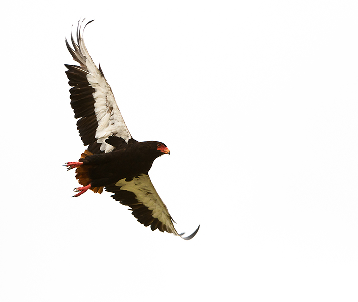 Bateleur - Canon 70-200mm lens, 1/1600th sec at f/ 4, ISO 400. Beanbag.