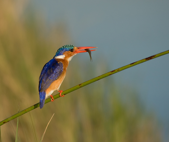 Malachite Kingfisher - Sigma 70-300mm lens, 1/320th sec at f/ 6.3, ISO 200.