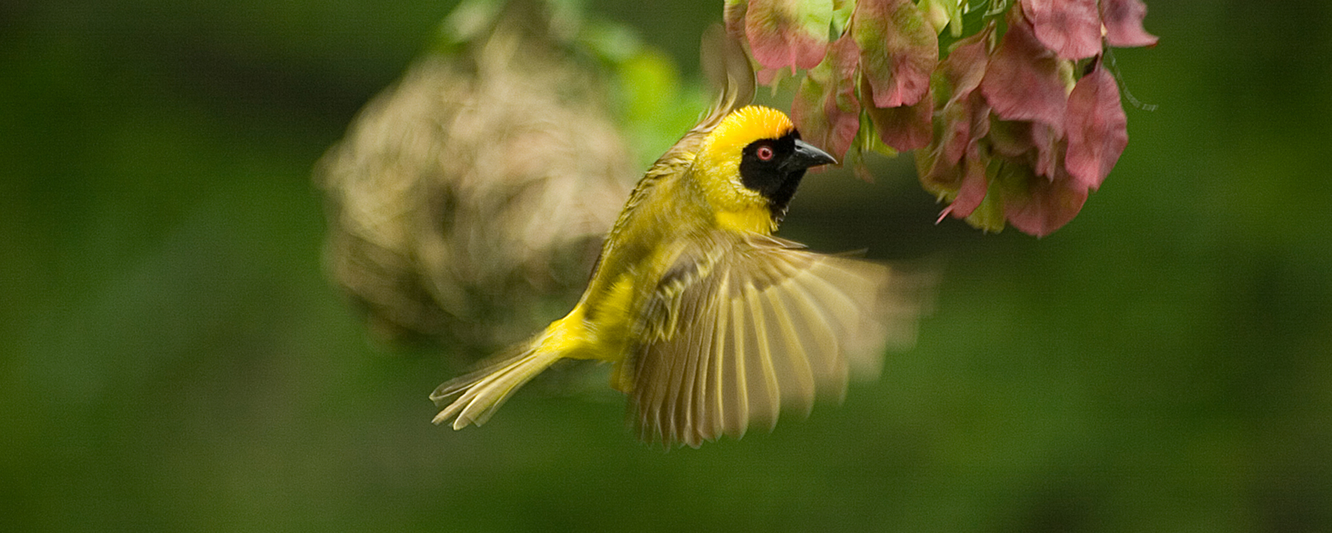 Masked Weaver - Sigma 70-300mm lens, 1/320th sec at f/ 5.6, ISO 200. Tripod.