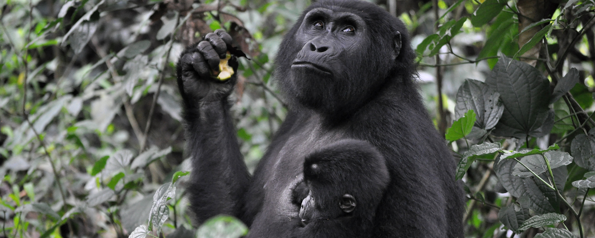 A mother sits with her baby on the forest floor, steadily gnawing her way through a piece of fruit.