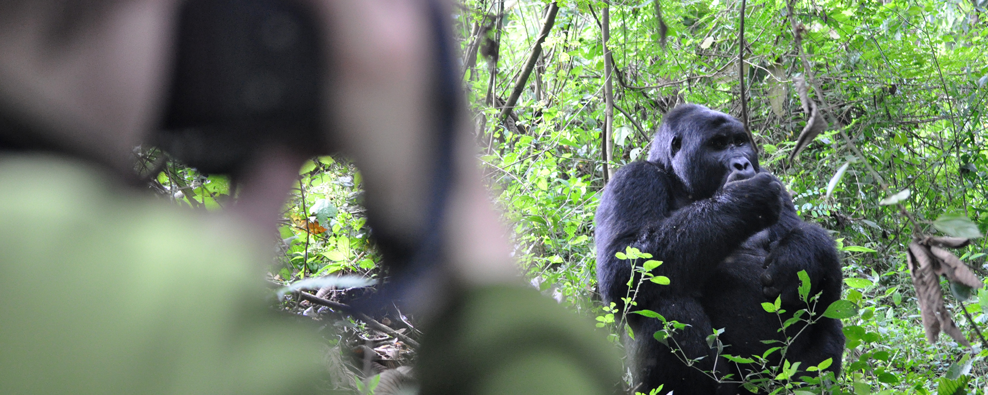 This blackback gorilla is quite unconcerned while having his photo taken!