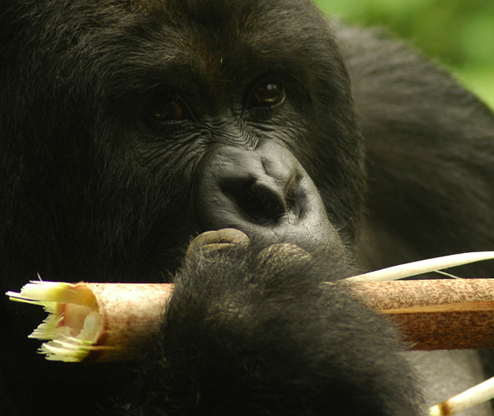 A gorilla gnaws happily on a piece of bamboo.