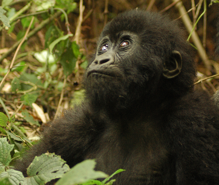 Remember to use your time well: you only get an hour with the gorillas.