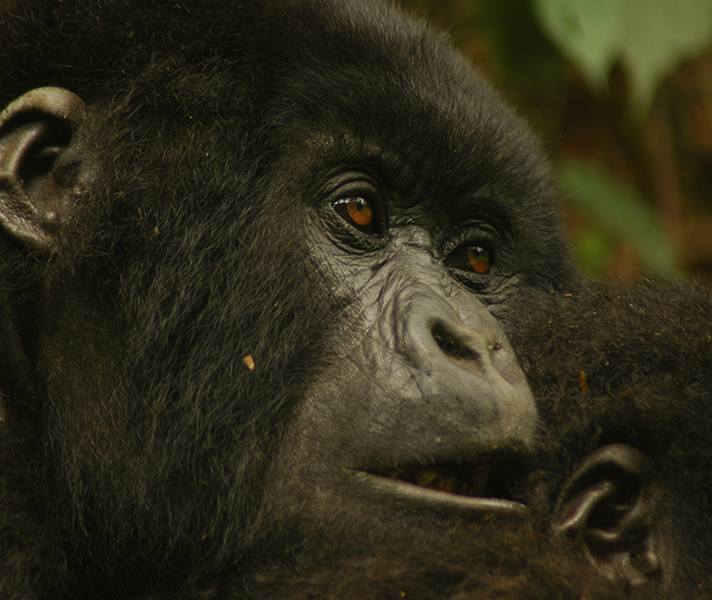 A mother gorilla cuddles up to her baby