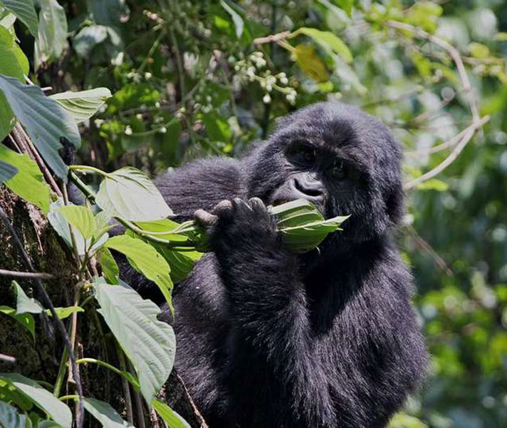 A hands-on experience like gorilla trekking is a fantastic adventure for grown-up families.