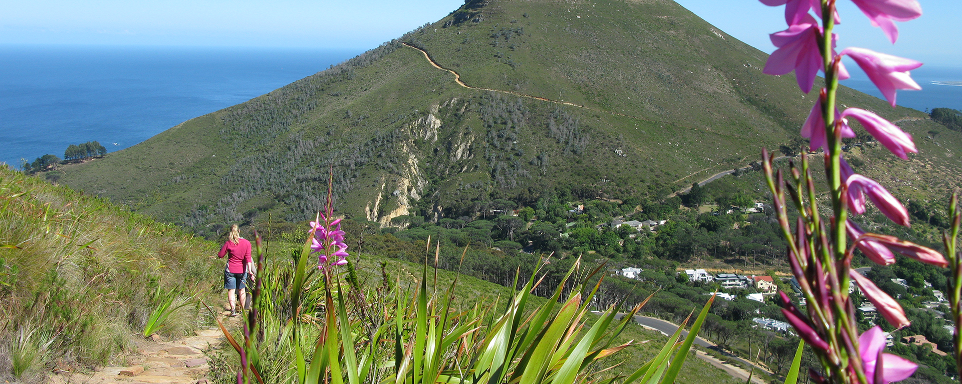 An impressive floral kingdom thrives on the slopes of Table Mountain, including rare fynbos species.