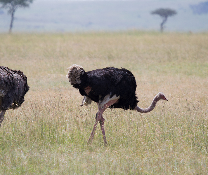 The Kikuyu name for ostrich is kere-nyaa.