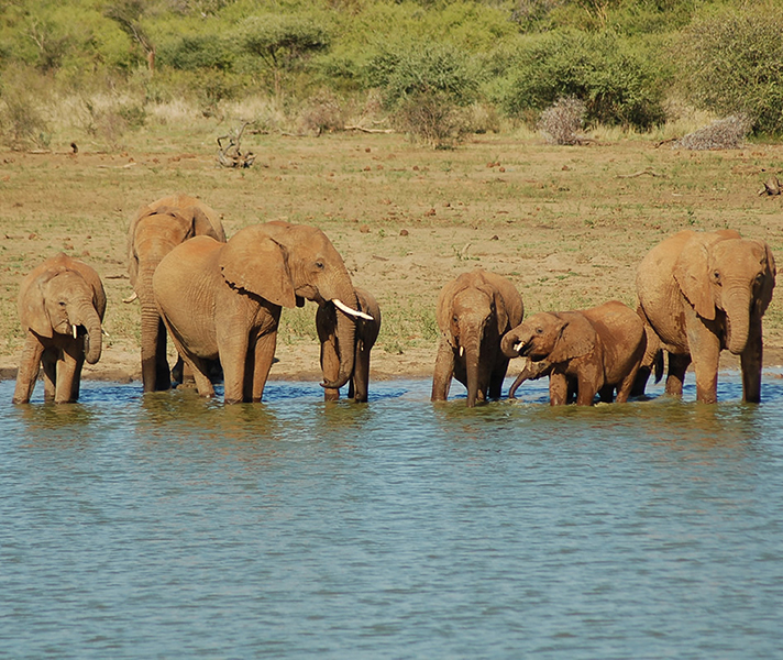 Combine your Sun City golf vacation with a safari in Madikwe Game Reserve, situated an easy 2-hour drive away.
