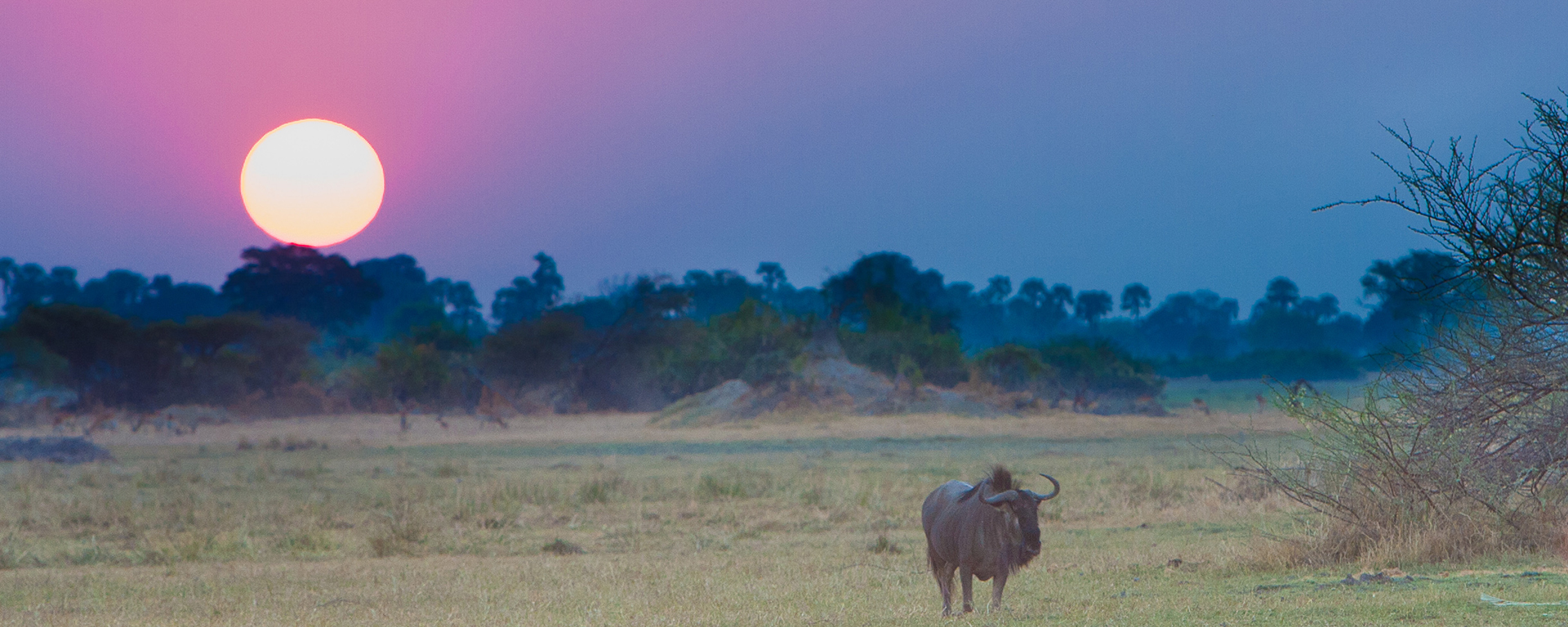 An interesting colour and contrast situation between the rising sun in the background and the loping wildebeest in the foreground.