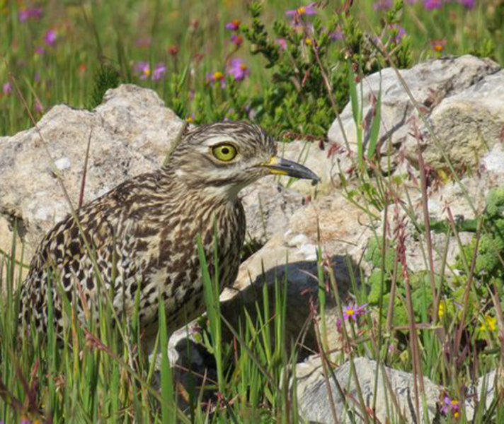 The Langebaan Lagoon provides safe nesting for a variety of birds.