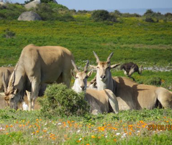 We spotted a herd of eland relaxing amid the wildflowers.