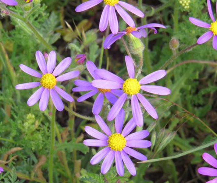 Daisies popped up along the side the road as far as we could see!