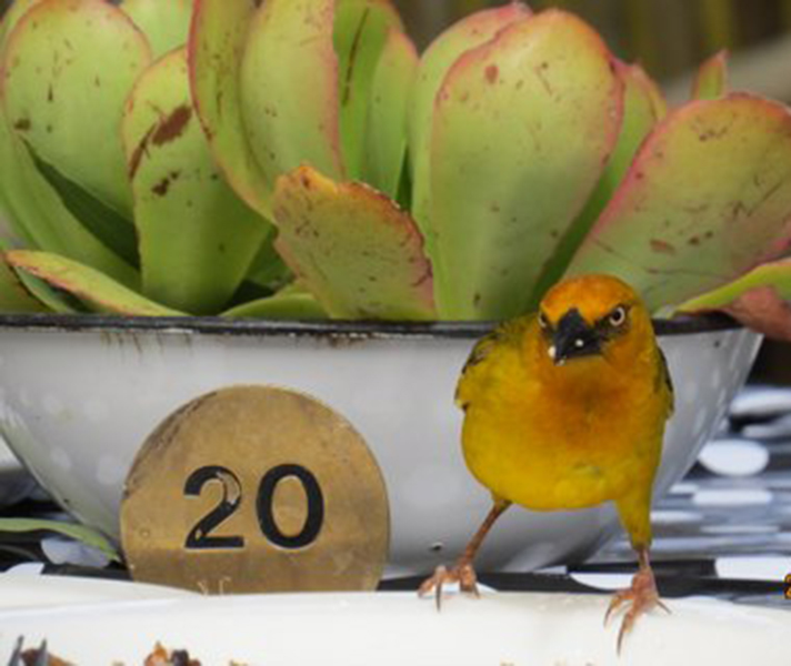 Flirty yellow weavers stopped for a closeup hello.