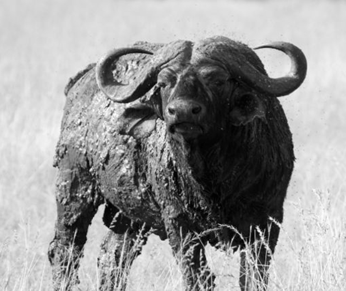 This buffalo's mud-spattered hide is perfectly textured for black and white.