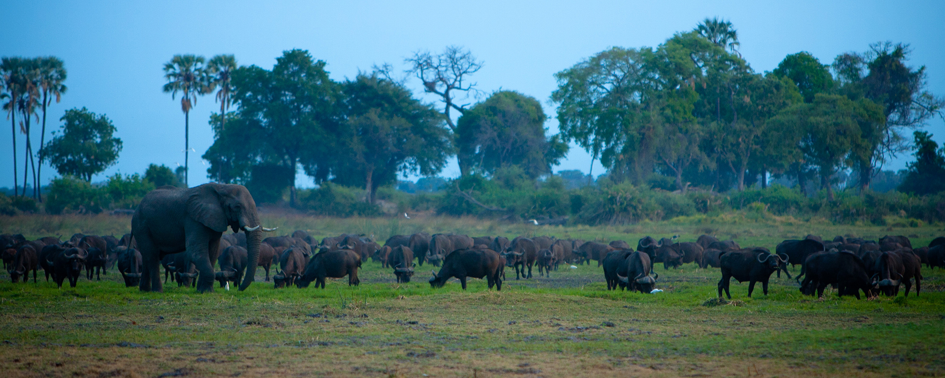 A herd of buffalo often offers a better composition than a single individual because of their dull black hides.