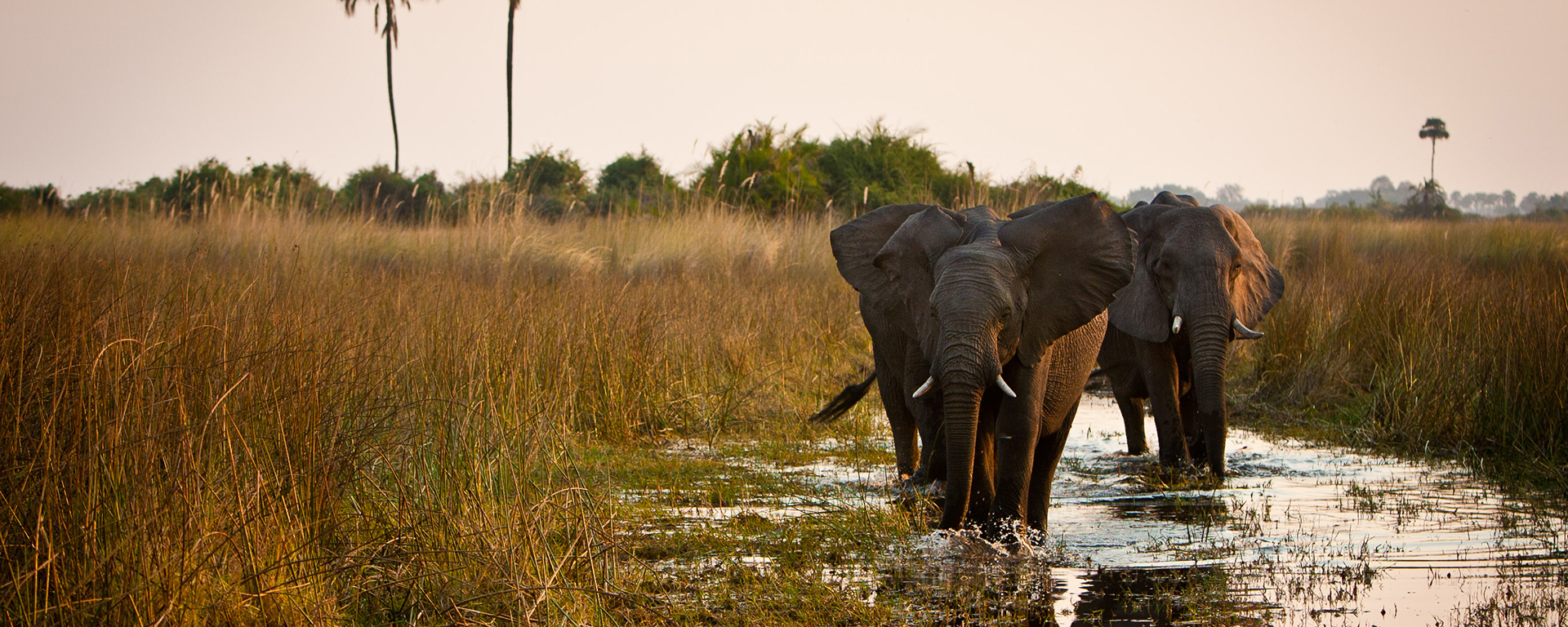 A wide angle lens allows you to explore compositions that showcase elephants in their natural habitat.