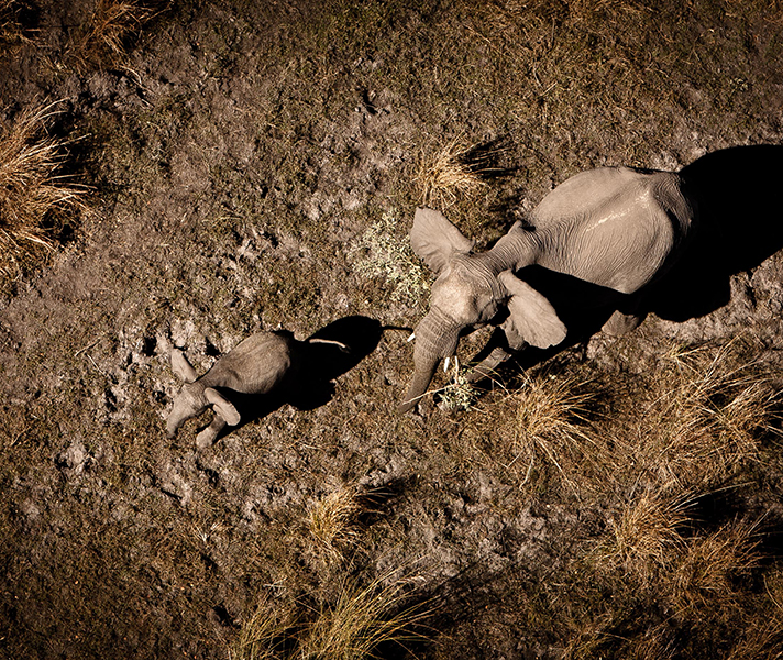 An elephant mother and calf shot from above in a helicopter.