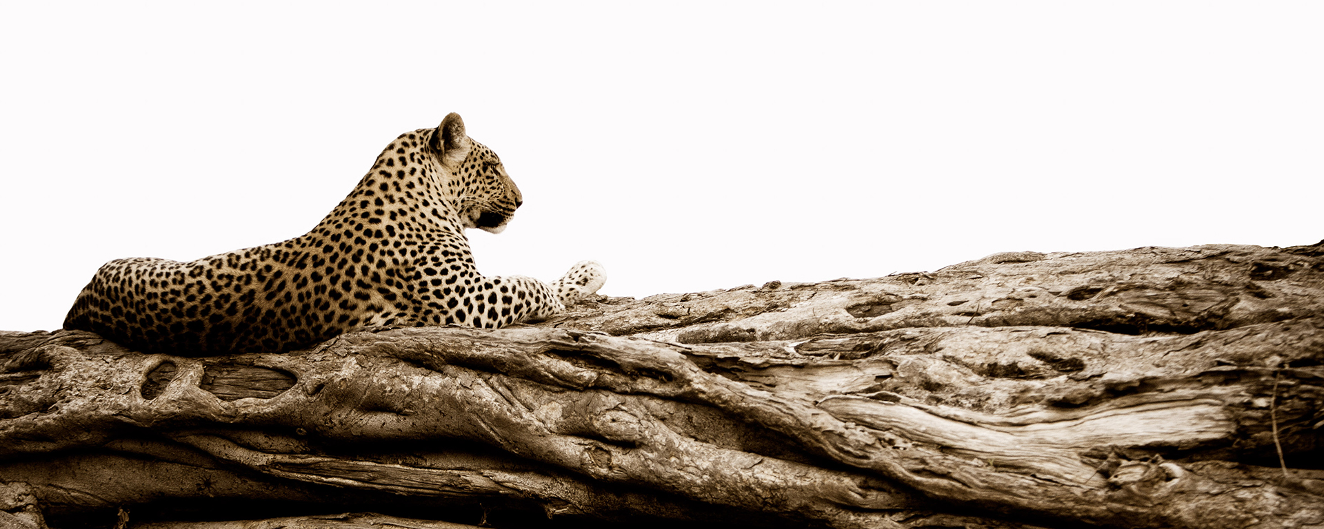 Leopards are elusive subjects but offer graceful and serene compositions. When shooting them in a tree be aware of the lighter sky behind them.