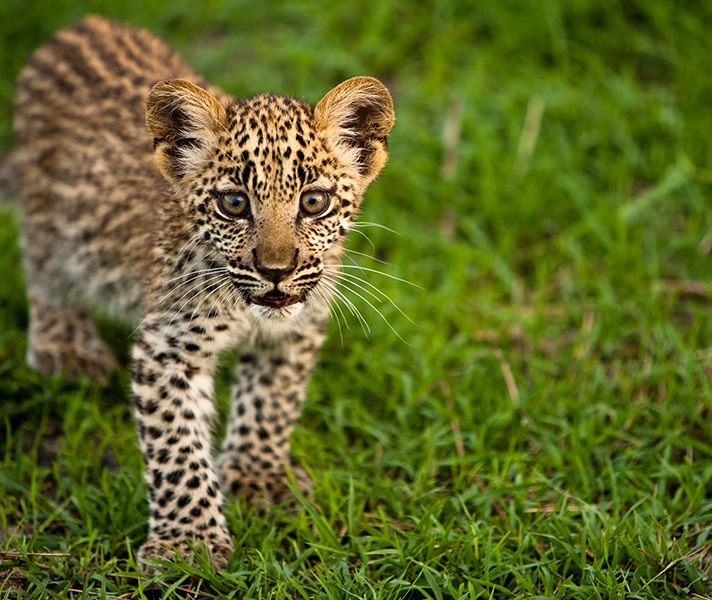 A young leopard cub with the focus on his gorgeous eyes.