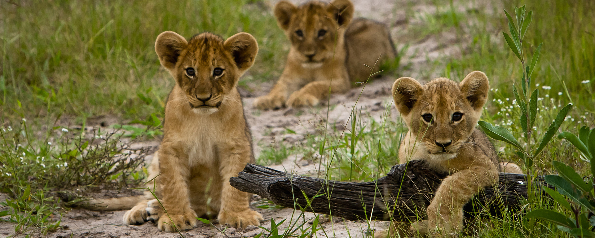 Photographing lion cubs is a favourite for most photographers - they are normally quite active and inquisitive, making for fantastic subjects.