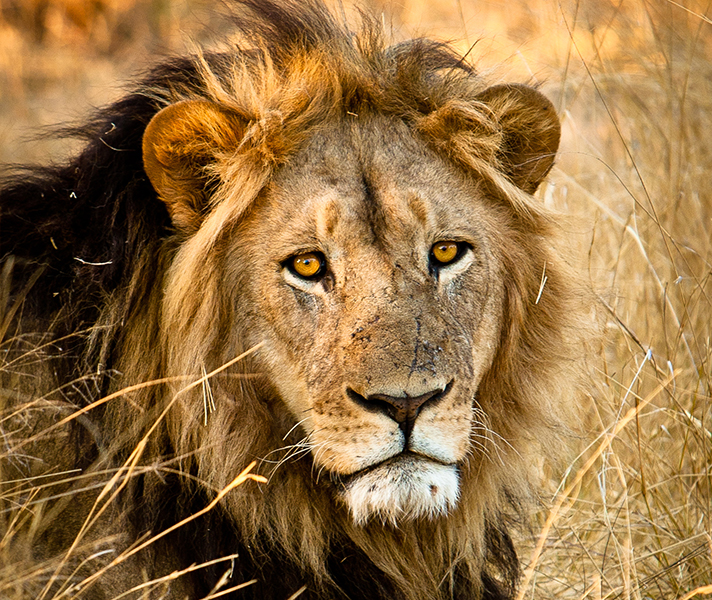 Lions spend the day napping so shoot at dusk or dawn.