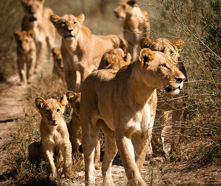 Family prides setting off to hunt offer a great diversity of wides and close-ups.