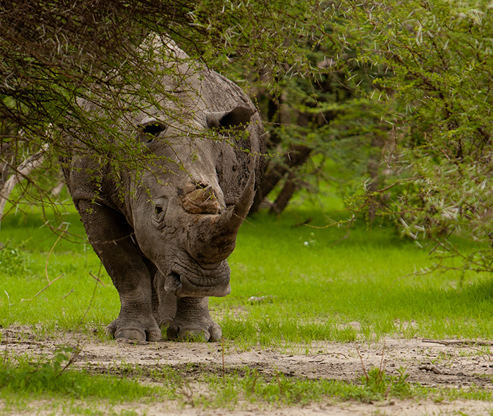 A lone male bull, snapped partially under cover.