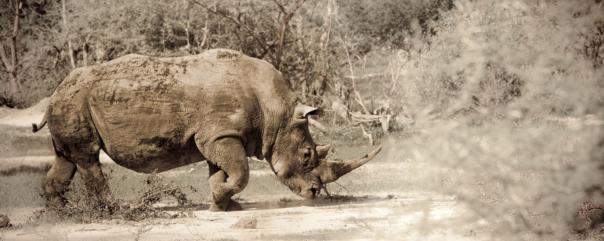 The prehistoric looking rhino makes a compelling image in context of its natural environment.