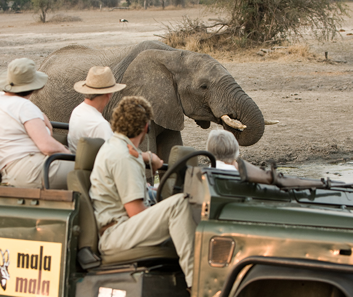 Mala Mala is well known for its superb Big 5 sightings.