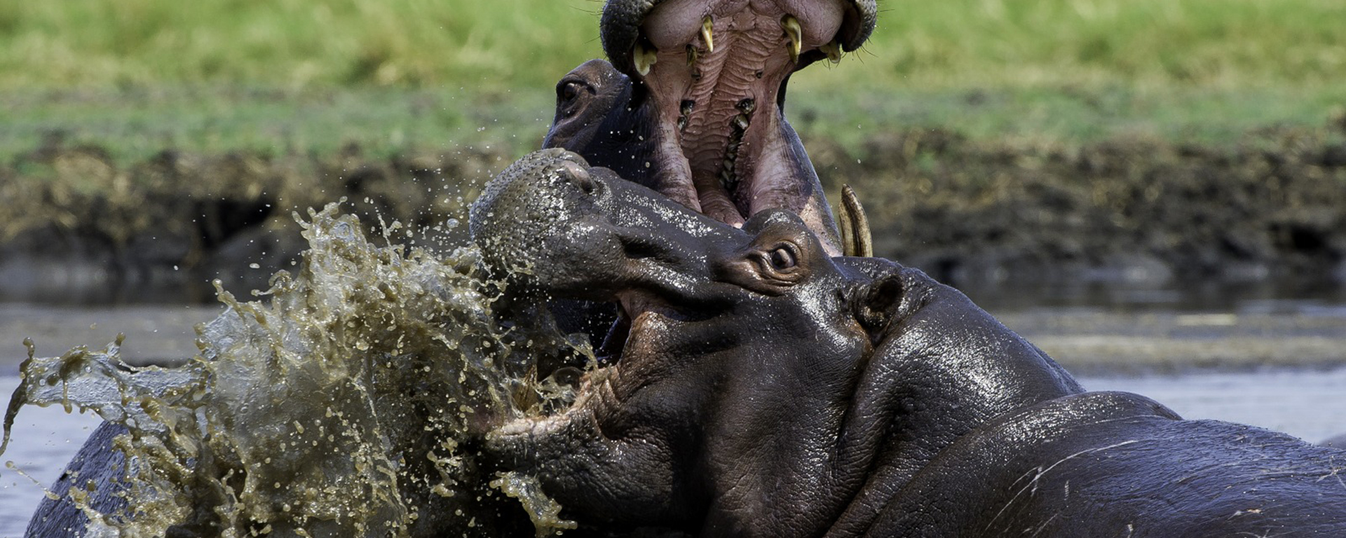Ever since Disney's 'Fantasia' put them in pink tutus, tourists have expected hippo to be adorable not dangerous.