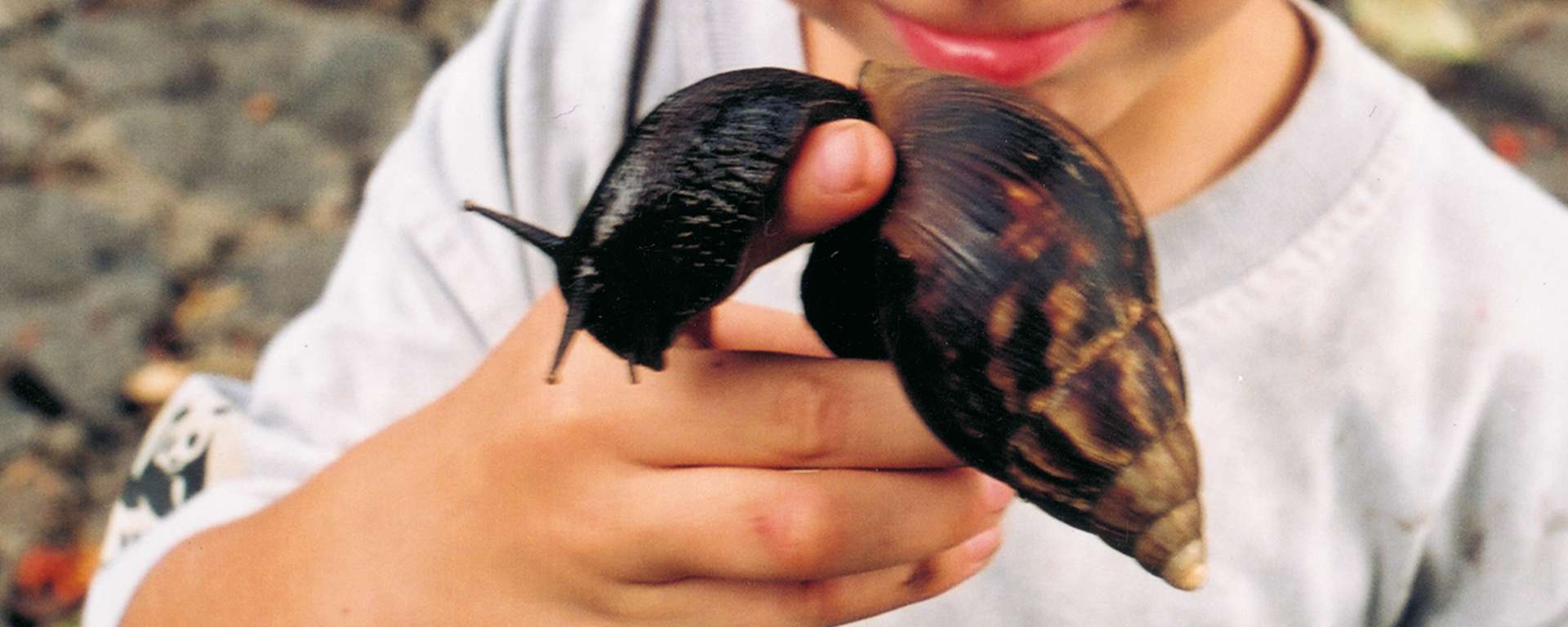 Fearful of bugs? Being on safari means being in wild places, where creepy crawleys are as natural as lions and zebra.